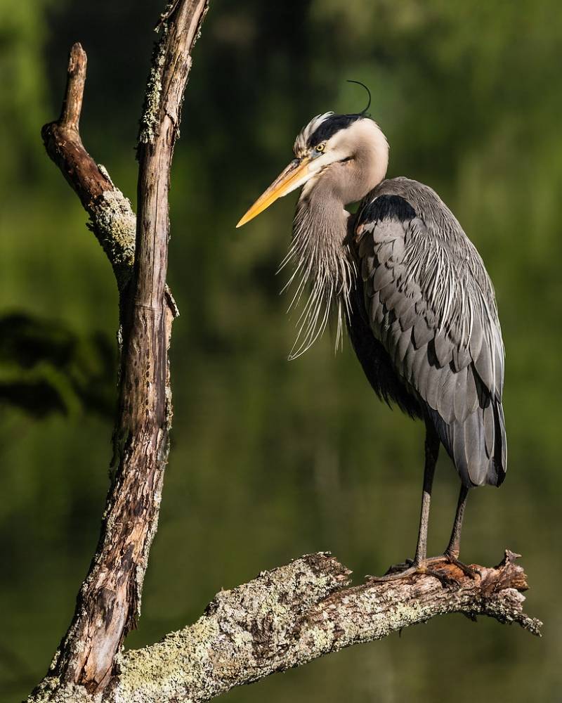 Great Blue Heron (Explored May 19, 2018) by Tim Lumley is licensed under CC BY-NC-ND 2.0